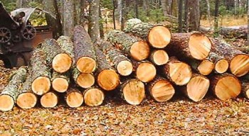 Виды и особенности древесины 